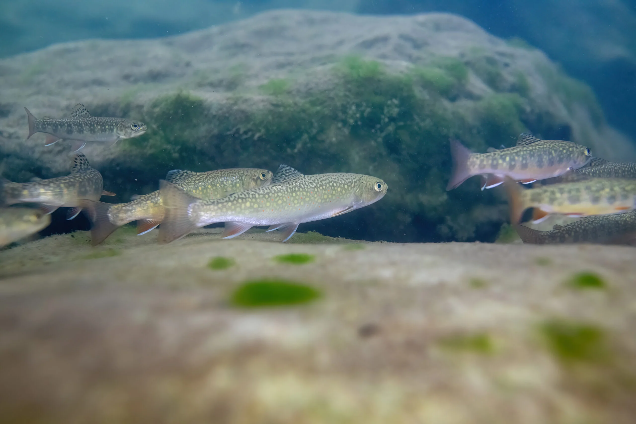 Underwater photograph of brook trout.