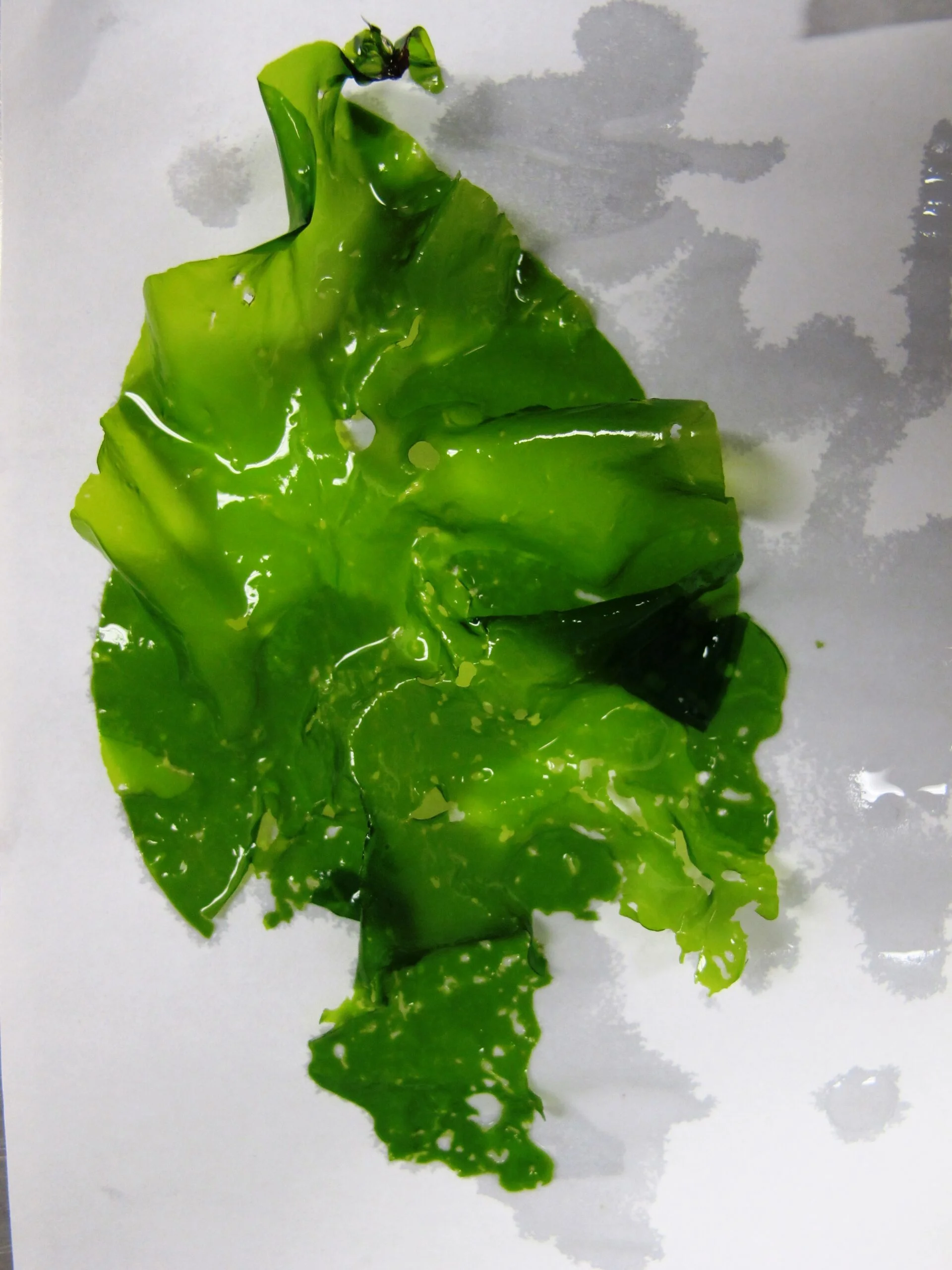 Photographie d'une feuille d'algue verte hors de l'eau.