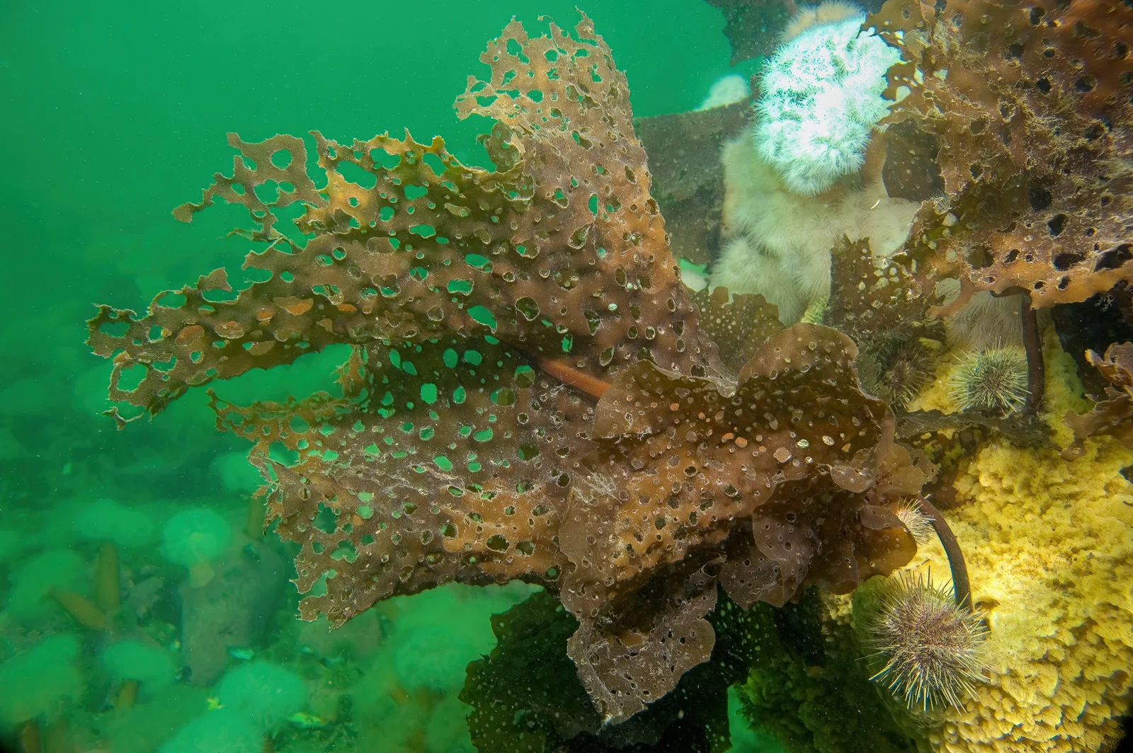 Underwater photograph of a sieve kelp.