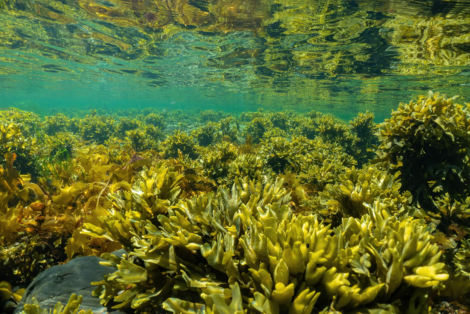 Underwater photograph of rockweed.