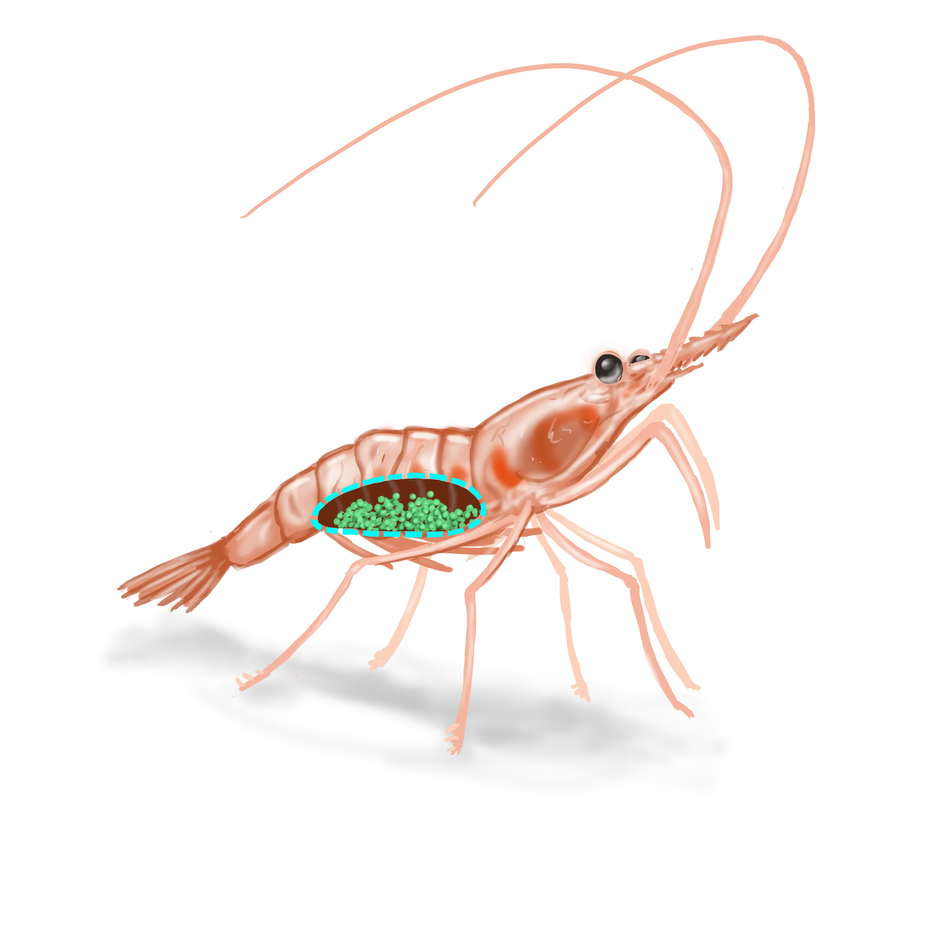 Illustration of a shrimp. Its internal organs can be seen schematically through its shell.