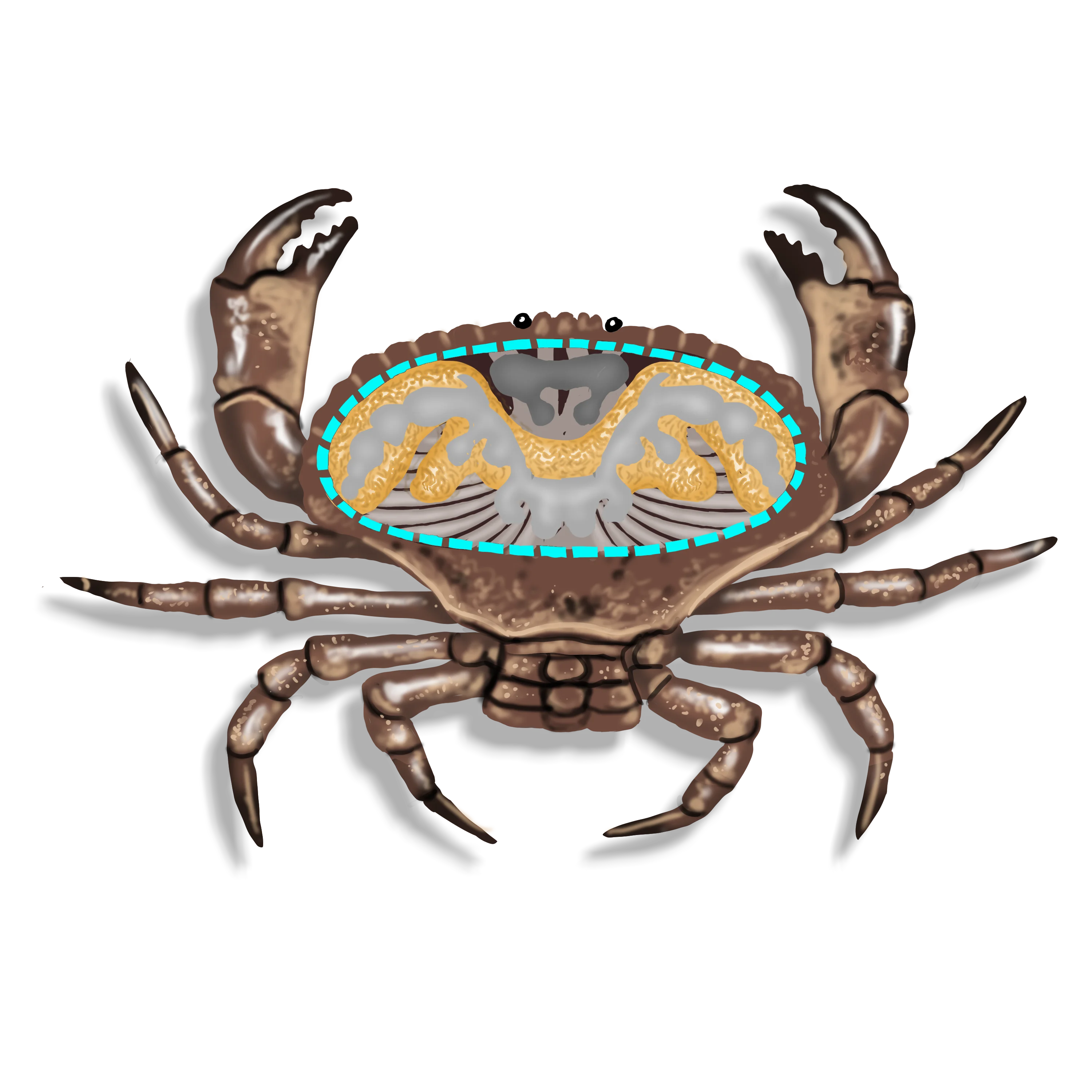 Illustration of a rock crab. Its internal organs can be seen schematically through its shell.