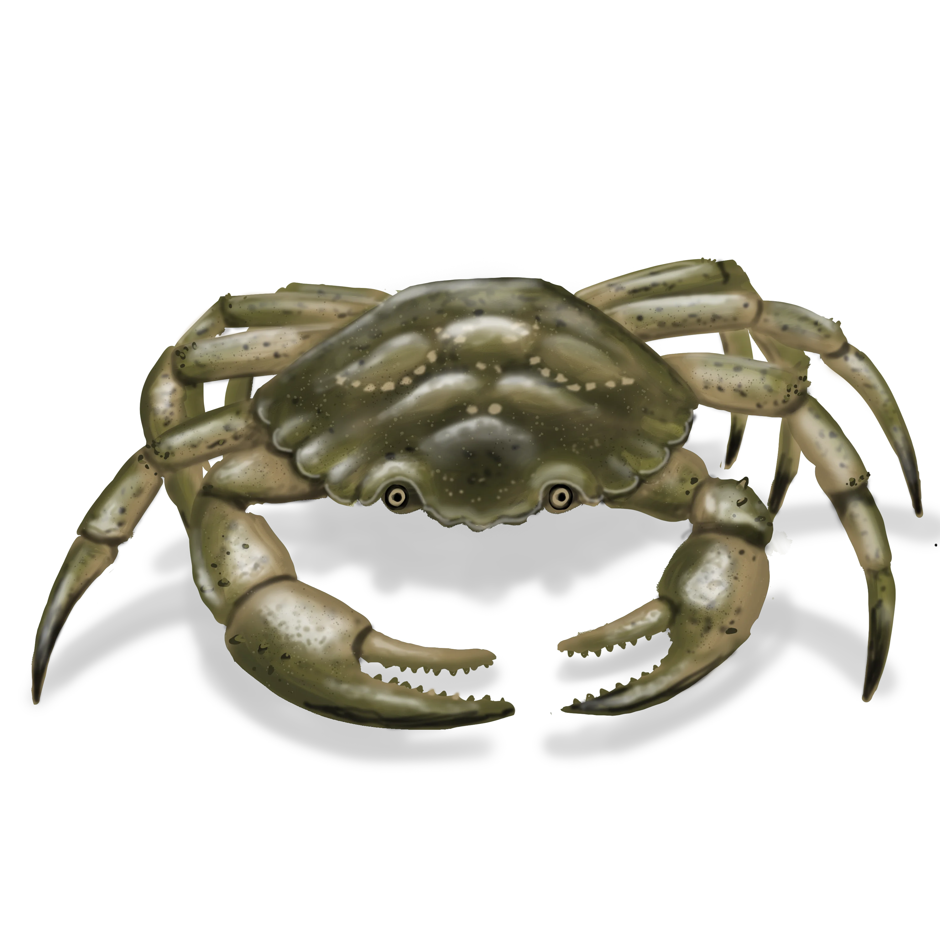 Colour illustration of a green crab.