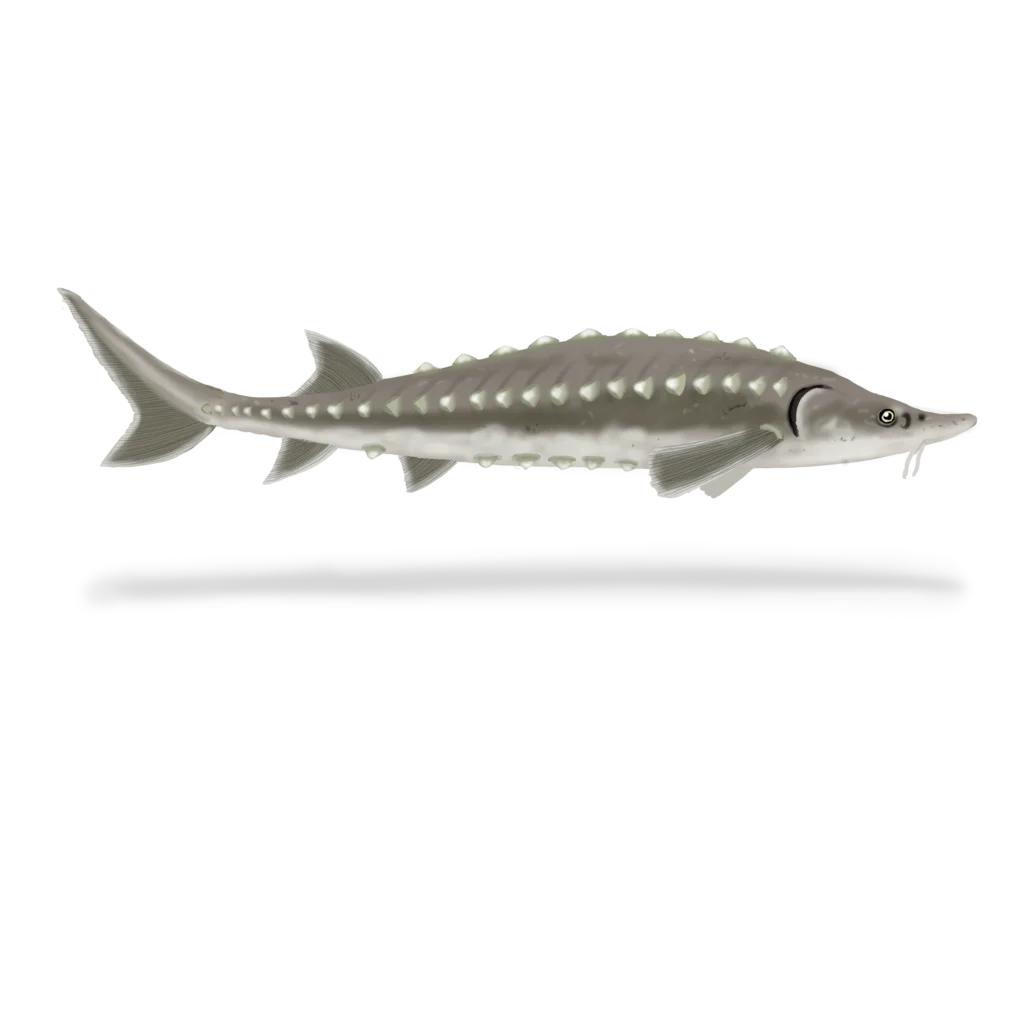 Colour illustration of an Atlantic sturgeon.