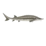 Colour illustration of an Atlantic sturgeon.