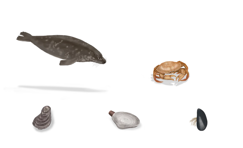 Illustration of a grey seal, a rock crab, an oyster, a soft-shell clam and a blue mussel.