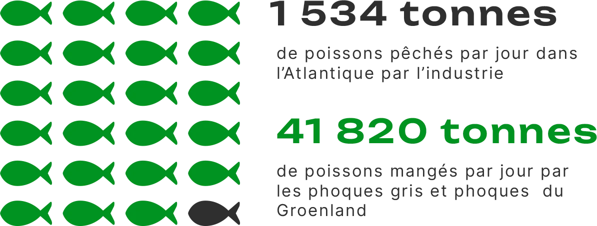 Un poisson noir représentant 1534 tonnes de poissons pêchés par jour dans l'Atlantique par l'industrie et 23 poissons verts représentant 41820 tonnes de poissons mangés par jour pas les phoques gris et phoques du Groenland.