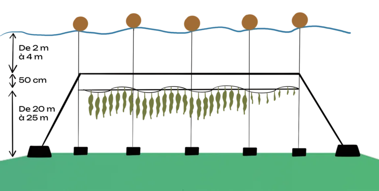 Illustration couleur d'une filière d'algues déployées sous l'eau.