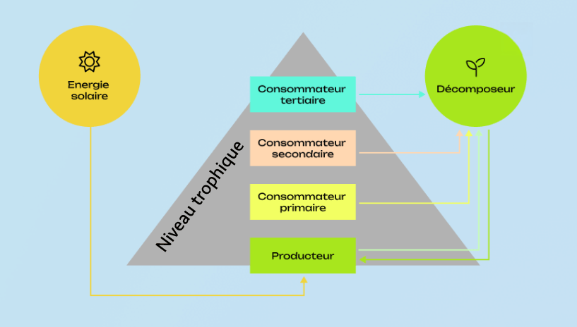 Pyramide représentant les types de consommateur dans un réseau trophique. Pour une description détaillée, accède à la "description longue" en-dessous de cette image.