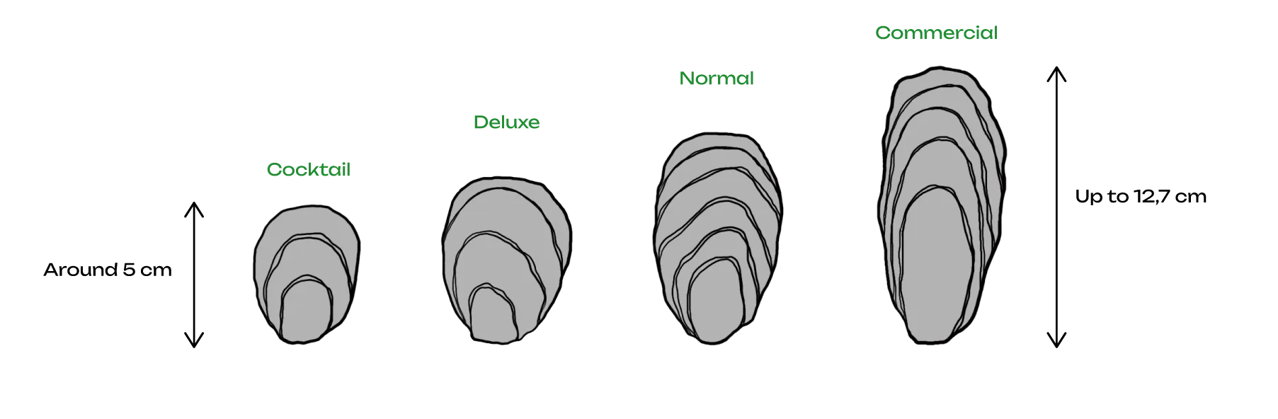 Illustration of different-sized oysters. An arrow next to the smallest indicates about 5 cm; another next to the largest indicates up to 12.7 cm. Above each oyster is a label indicating from the smallest to largest oyster: cocktail, deluxe, normal, commercial.