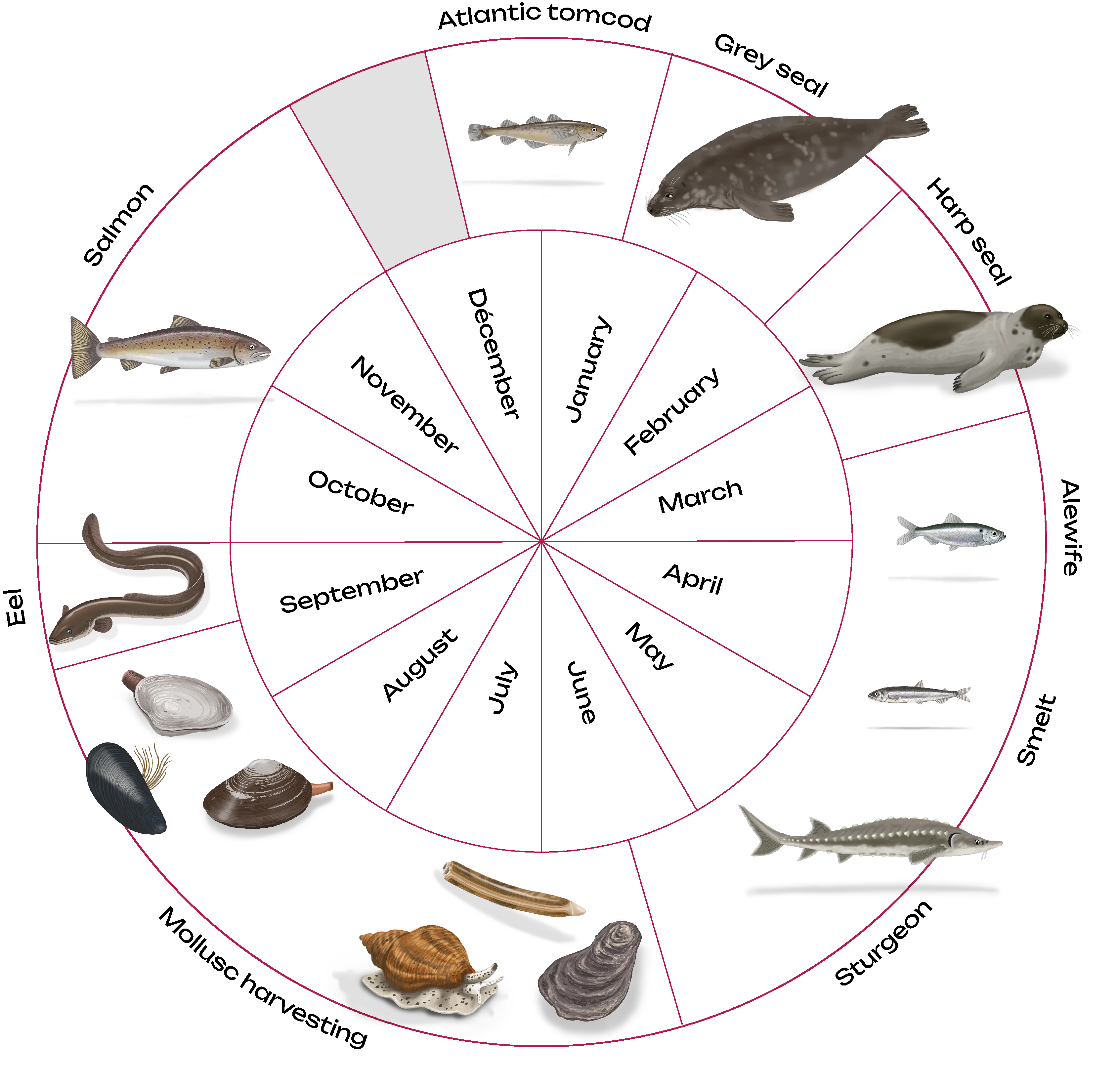 Mi'gmaq seasonal calendar for fishing, gathering and hunting activities. For a detailed description, see the "long description" below this image.