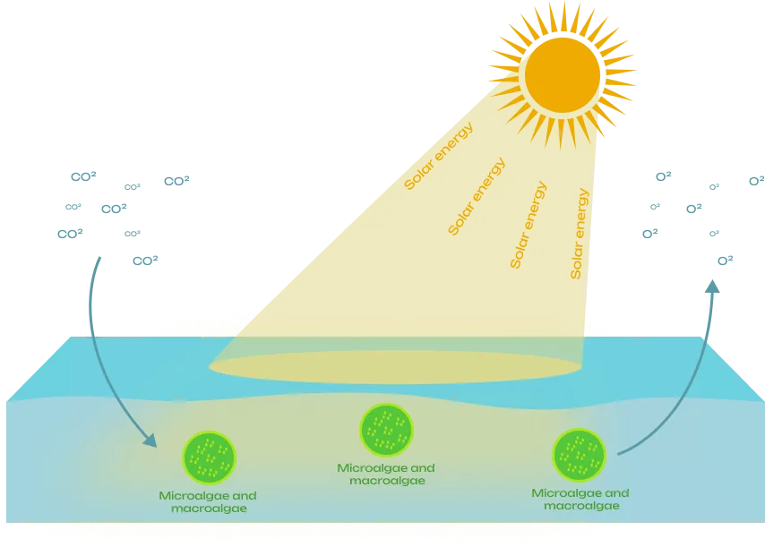 Diagram showing the process of photosynthesis by macro- and microalgae. For a detailed description, see the "long description" below this image.