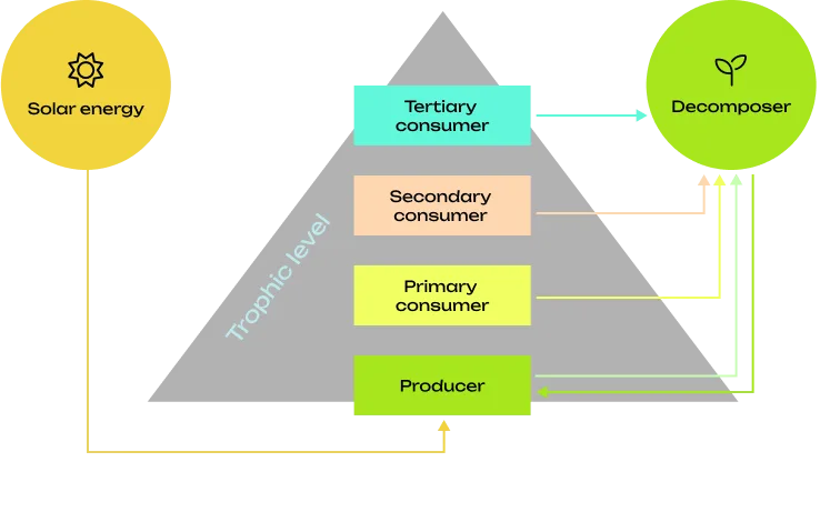 Diagram showing the different type of consumer in a food web. For a detailed description, see the "long description" below this image.