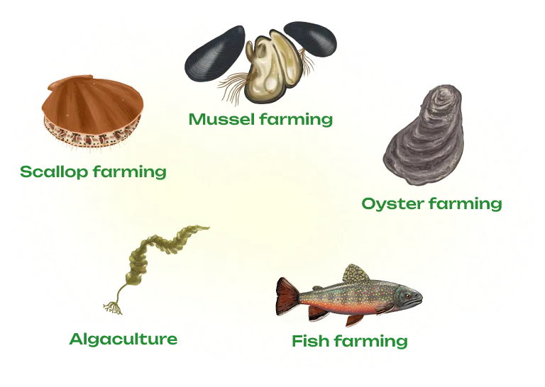 Illustration of a scallop with the indication “scallop farming”, an open and two closed mussels with the indication “mussel farming”, an oyster with the indication “oyster farming”, a salmon with the indication “fish farming” and a seaweed with the indication “algaculture”.