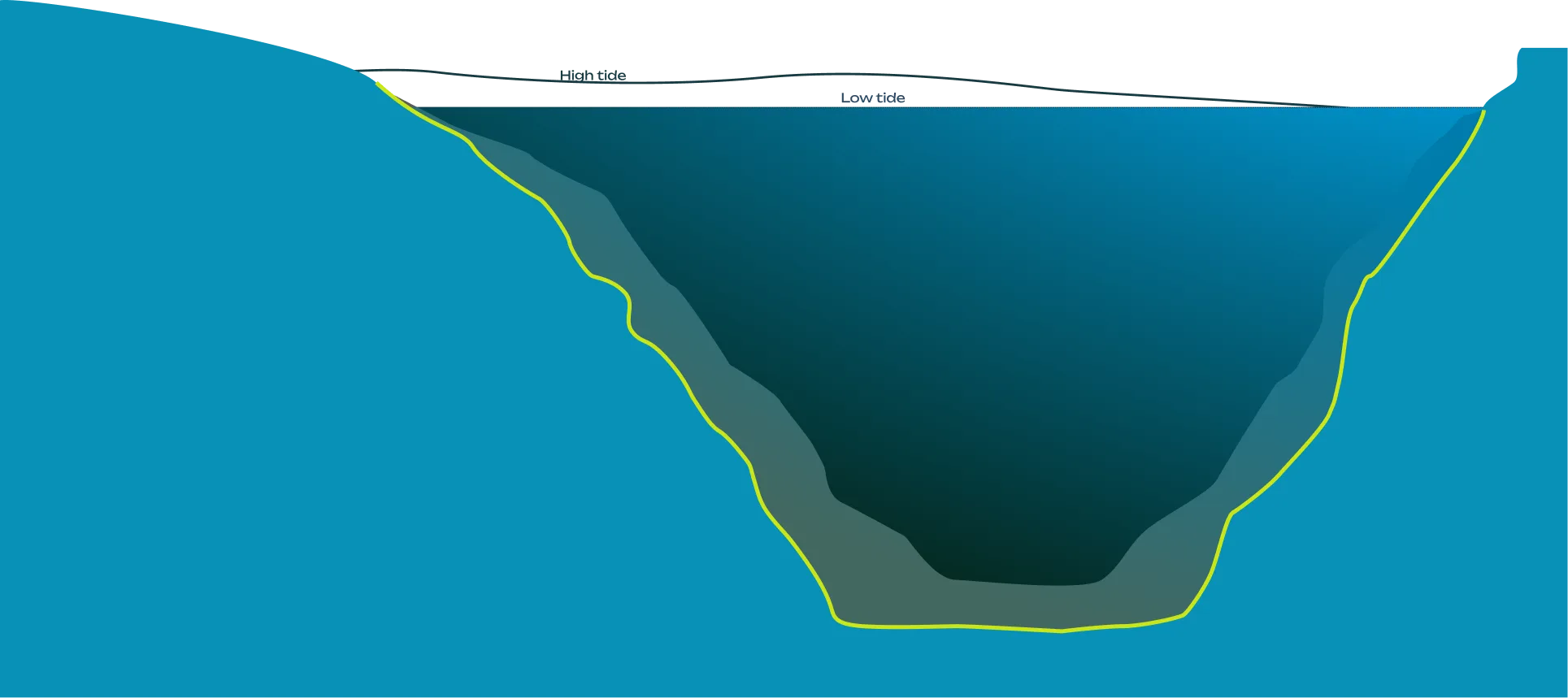 Colour illustration of a river, seen in cross-section. The different living zones are distinguished by their colour. High and low tide lines are indicated.